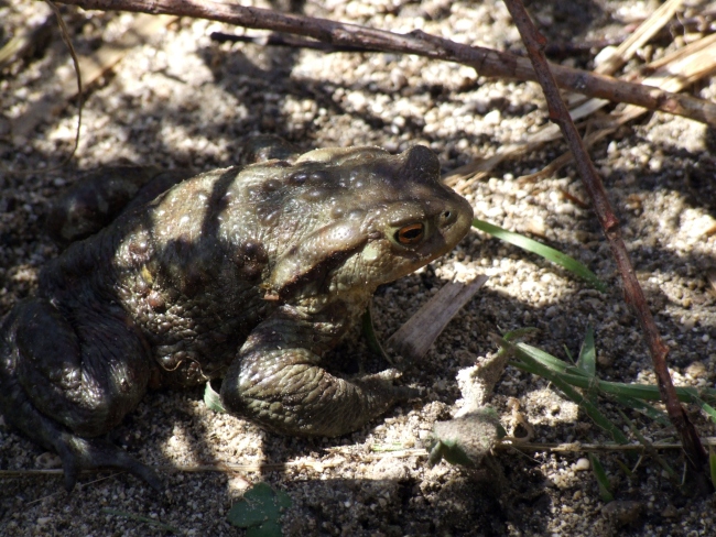 Rospo - Bufo bufo